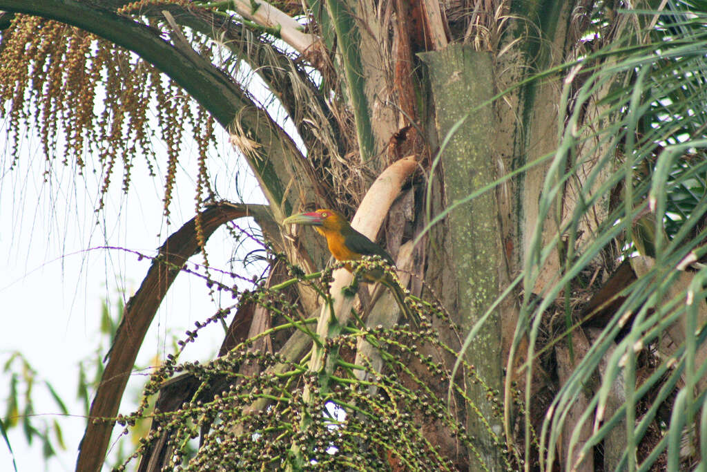 Image of Saffron Toucanet