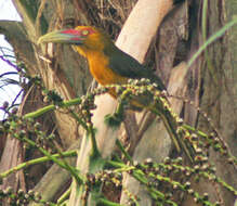 Image of Saffron Toucanet