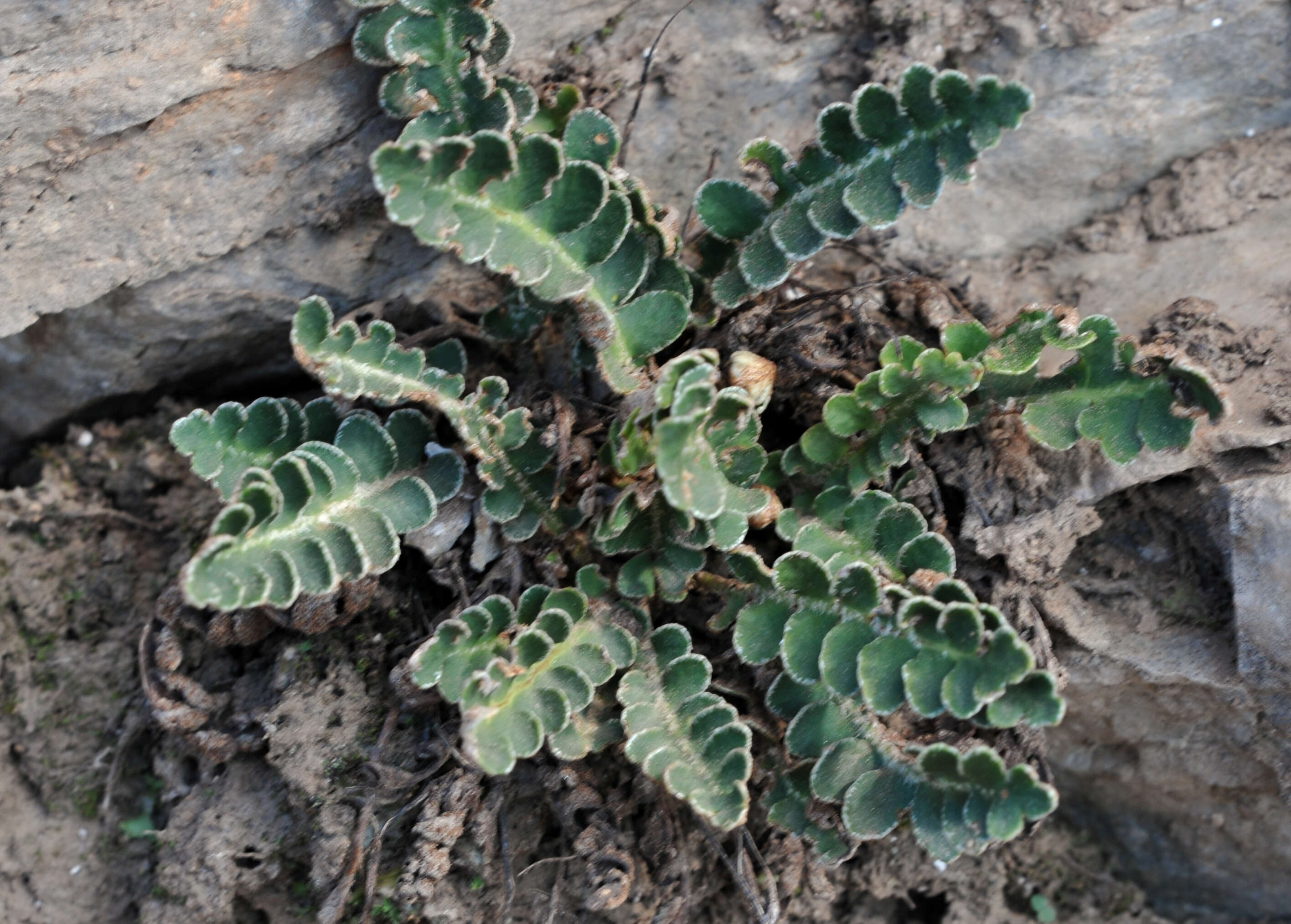 Plancia ëd Asplenium ceterach L.