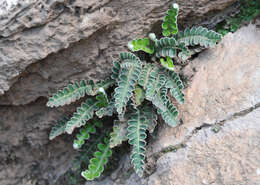 Plancia ëd Asplenium ceterach L.