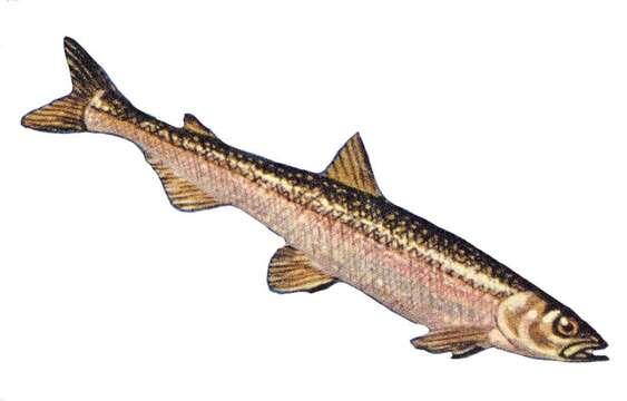 Image of Rainbow Smelt