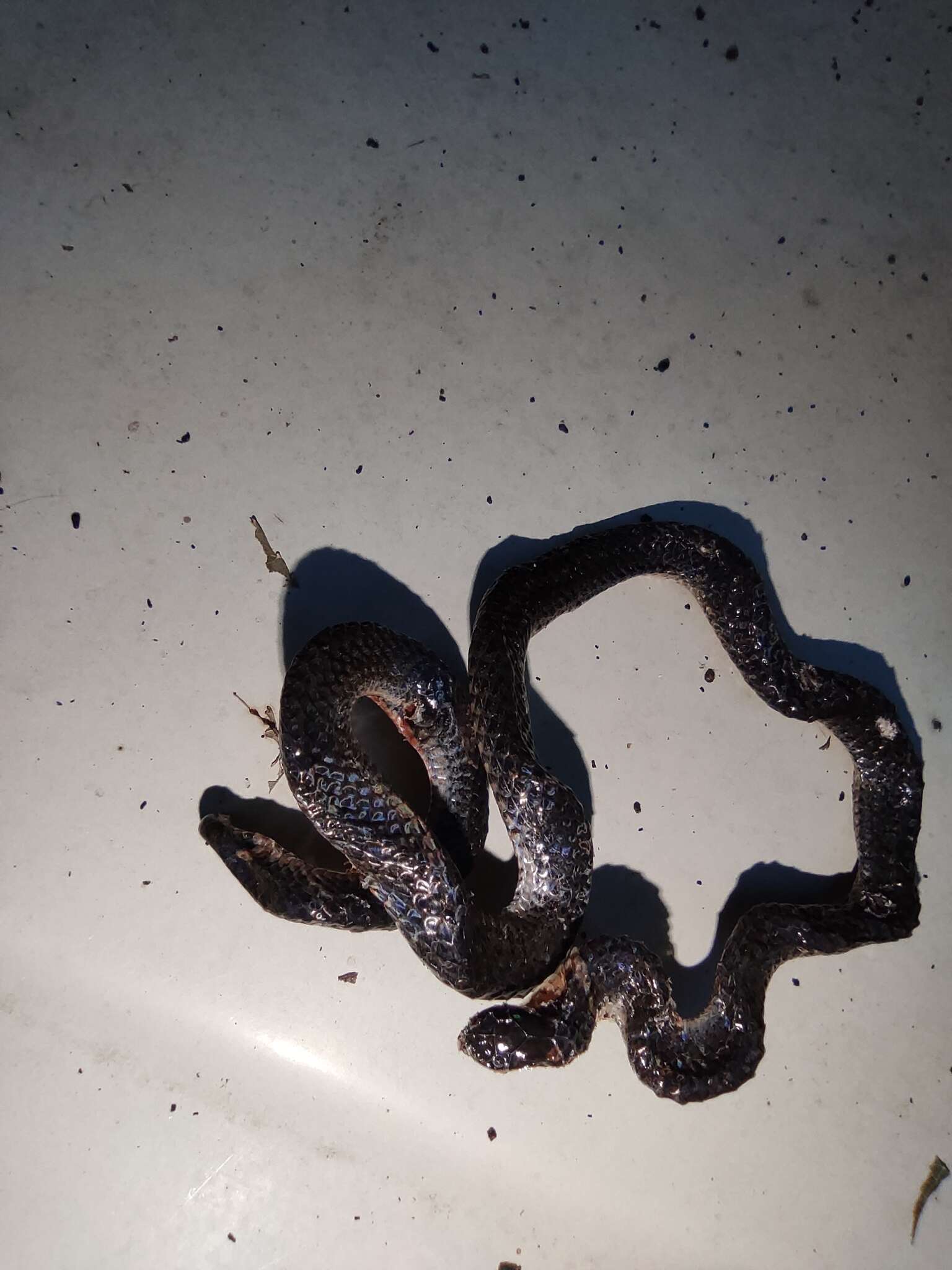 Image of Hong Kong Dwarf Snake