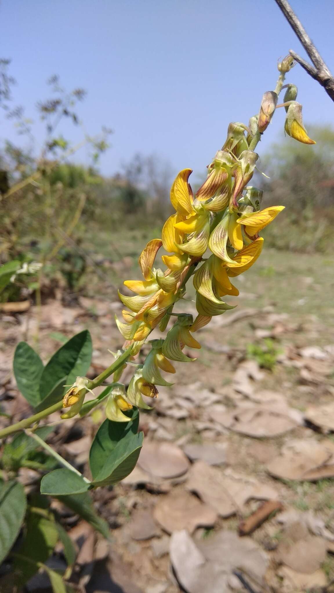 صورة Crotalaria pallida Aiton