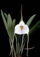 Image of masdevallia