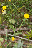 Image of field marigold