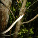 Image of Mexican White-lipped Snake