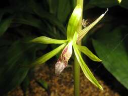 Image of Tall shield orchid