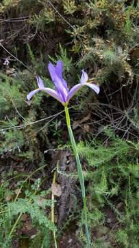 Image of Spanish iris