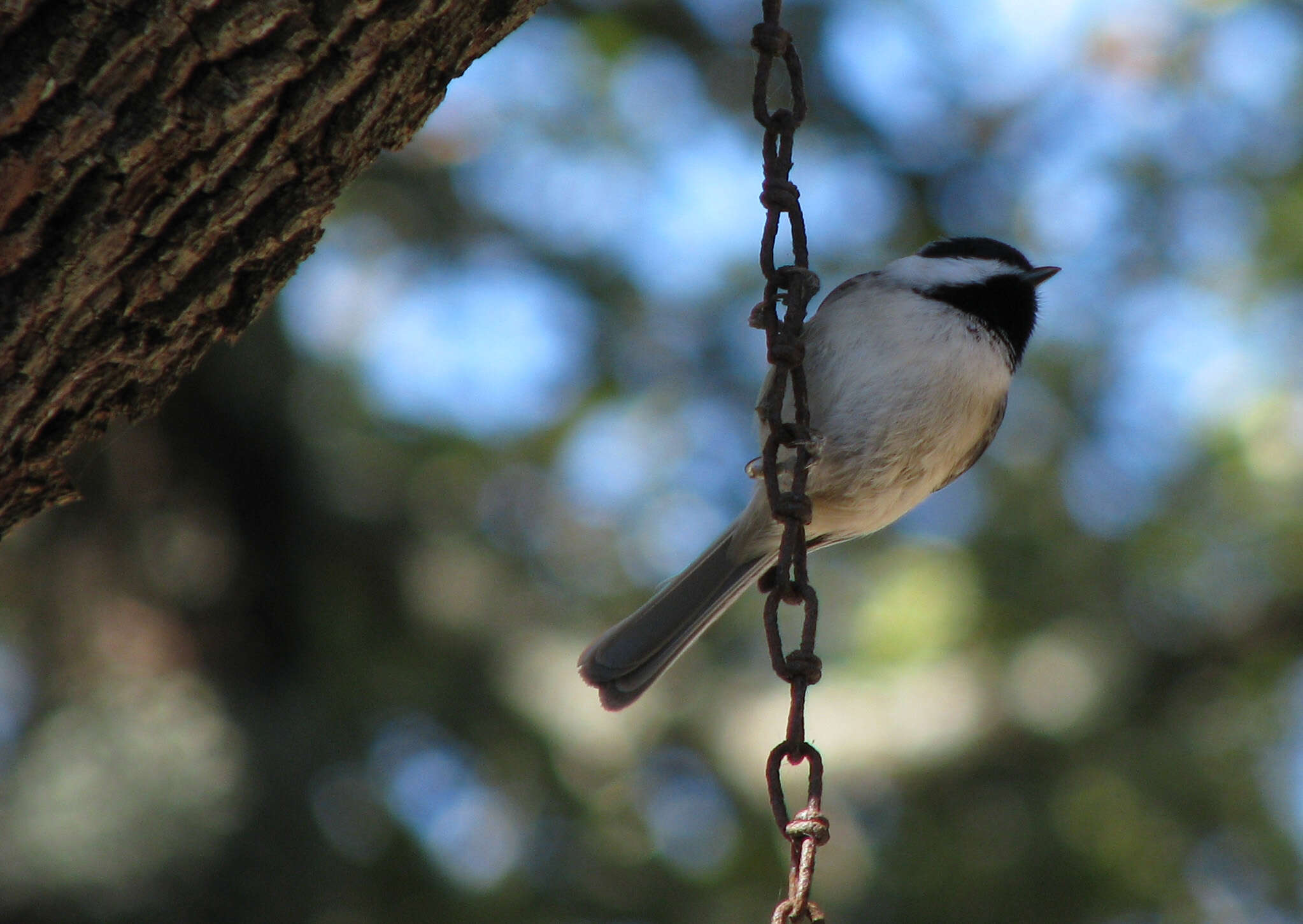 Image of Carolina Chickadee