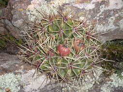 Image of Gymnocalycium monvillei subsp. achirasense (H. Till & Schatzl) H. Till