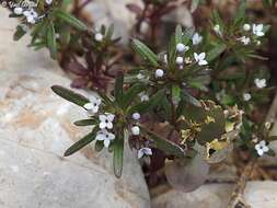 صورة Asperula setosa Jaub. & Spach