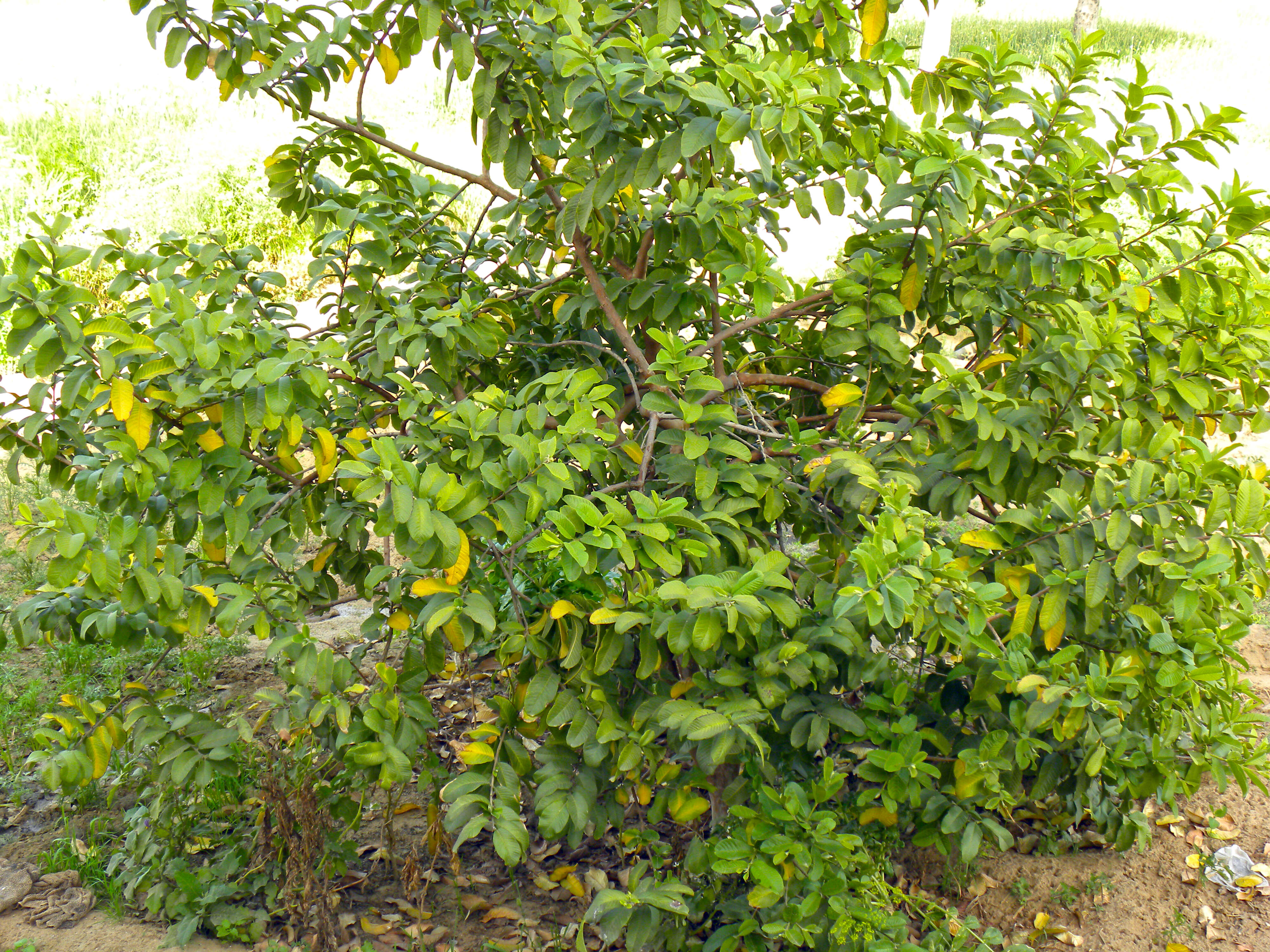 Image of Psidium cattleyanum