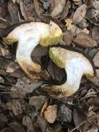 Image of Aureoboletus citriniporus (Halling) Klofac 2010