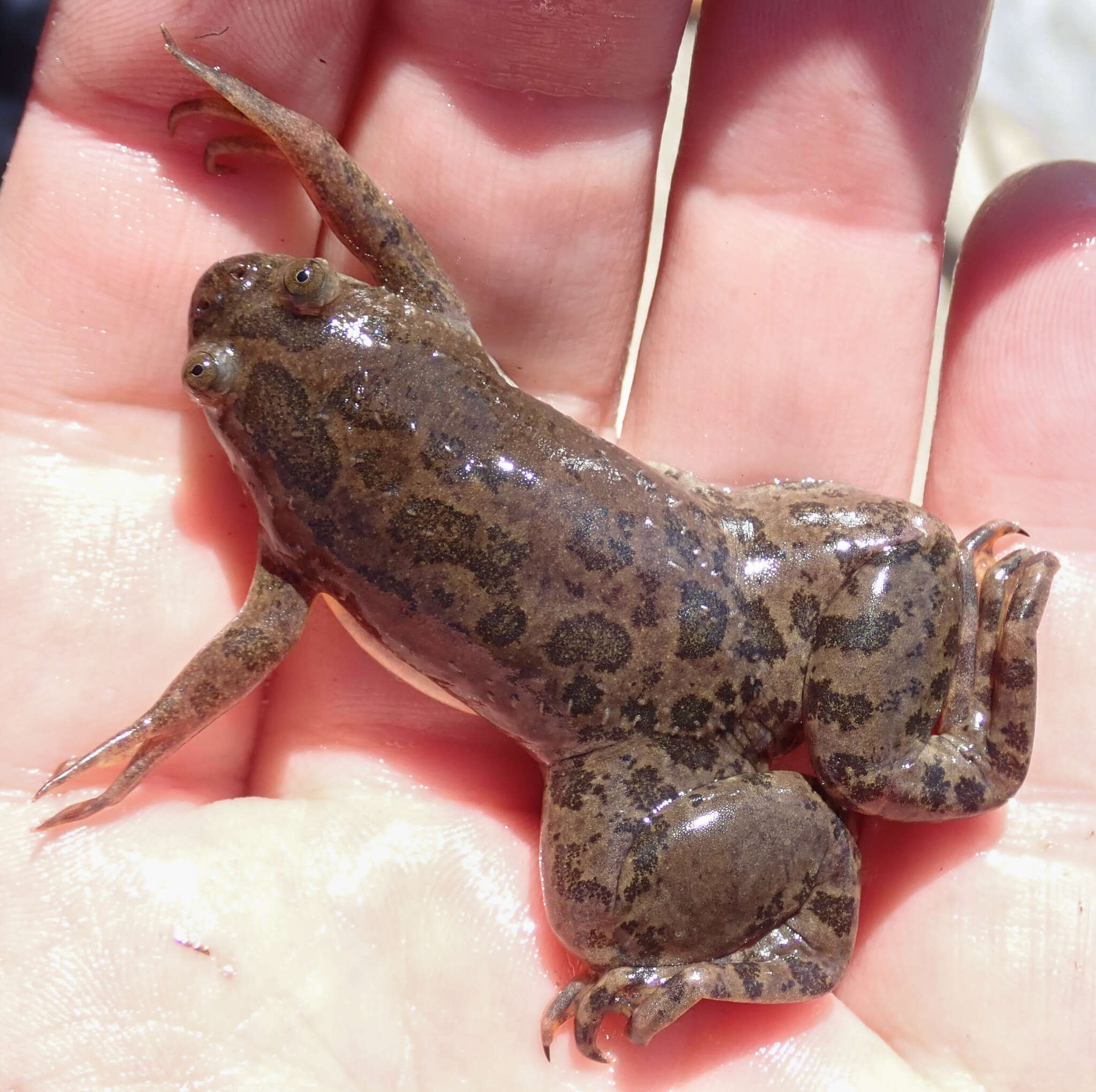 Xenopus muelleri (Peters 1844) resmi