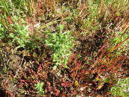 Image of Gulf of St. Lawrence aster