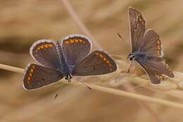 Image of brown argus