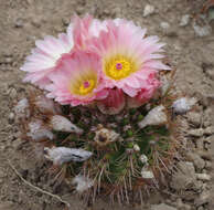 Image of Parodia herteri (Werderm.) N. P. Taylor