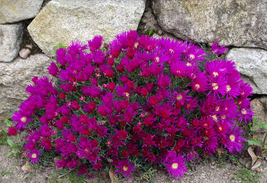 Image of Lampranthus roseus (Willd.) Schwant.