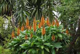 Imagem de Digitalis sceptrum L. fil.