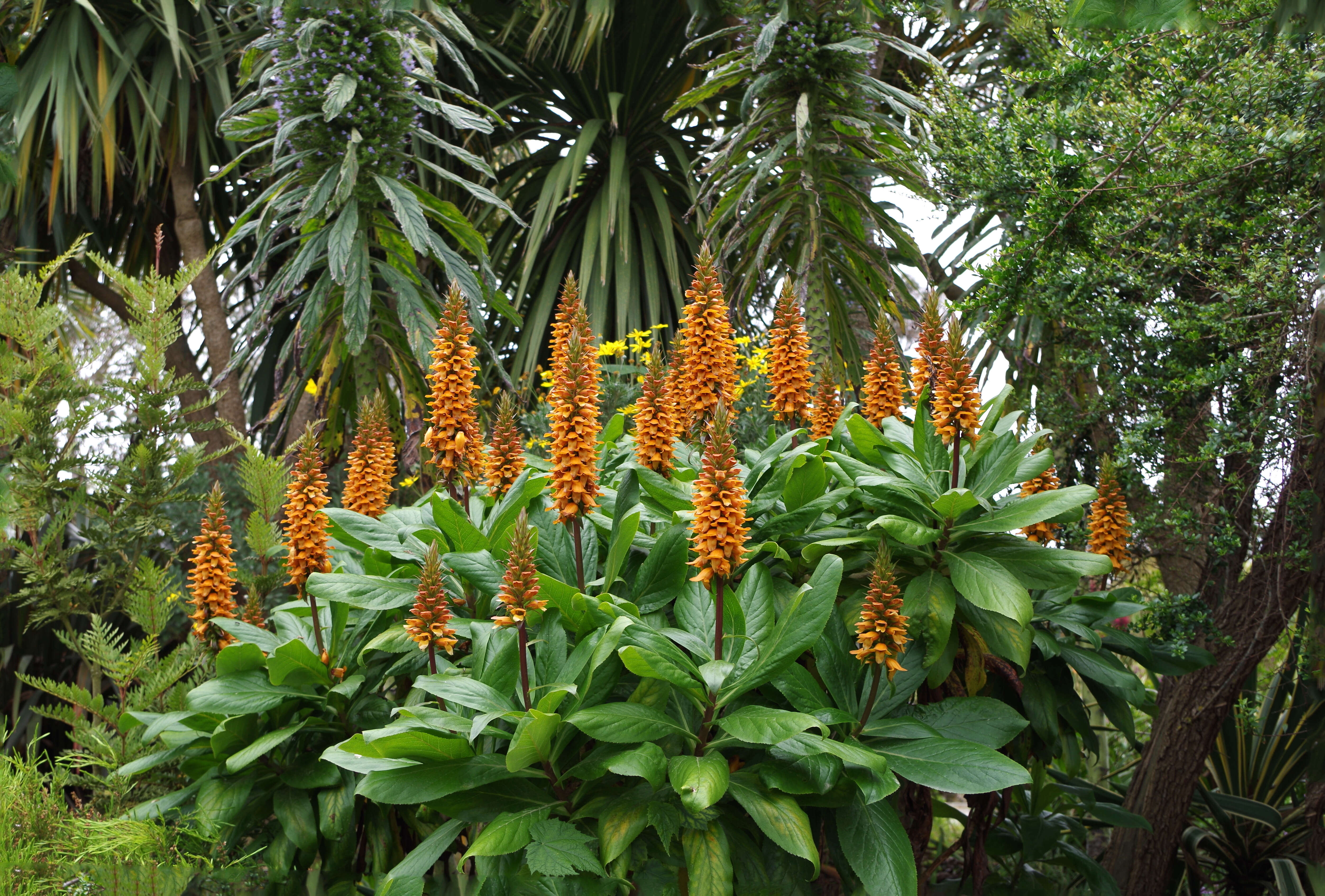 Imagem de Digitalis sceptrum L. fil.