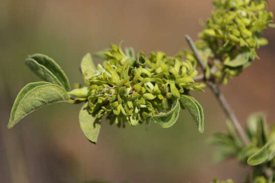 Sivun Vangueria macrocalyx Sond. kuva