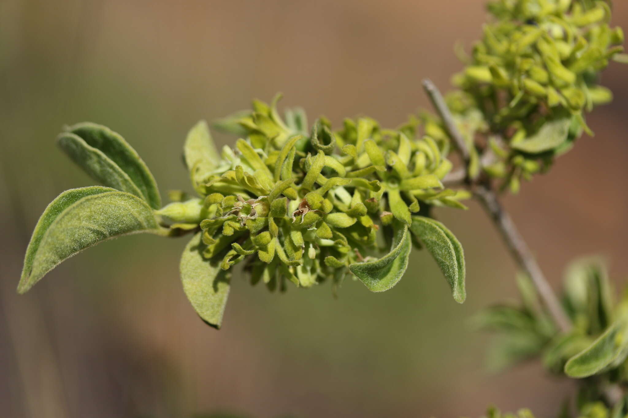 Vangueria macrocalyx Sond. resmi