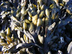 Image of Bladder Wrack