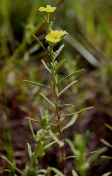 Image of Crocanthemum rosmarinifolium (Pursh) Janchen