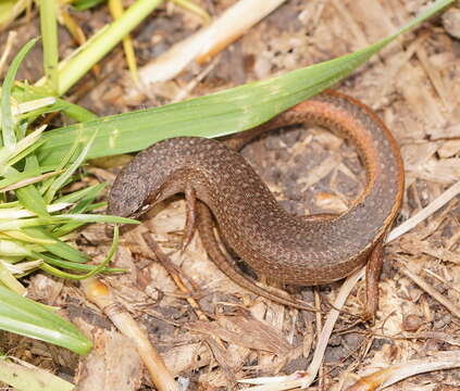 Image of Southern Weasel Skink