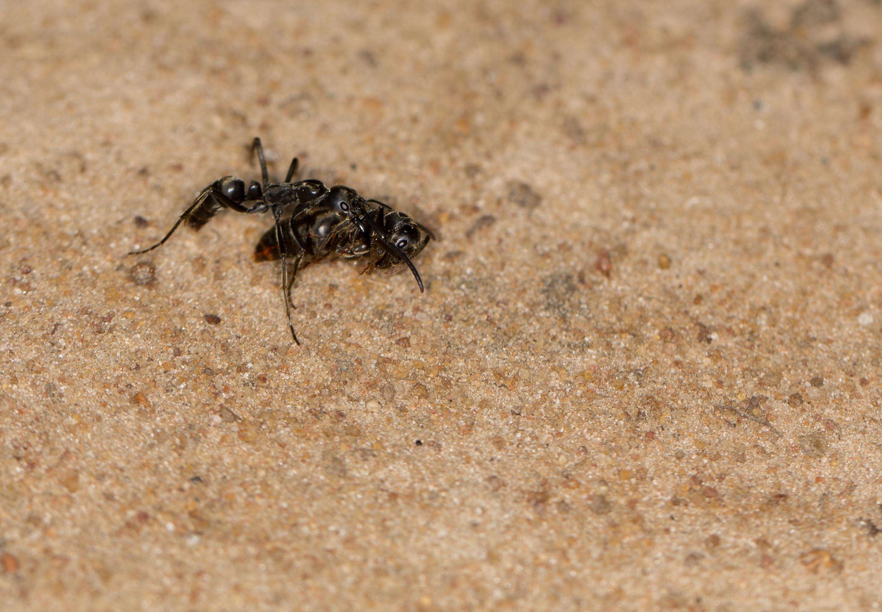 Image of Matabele ant