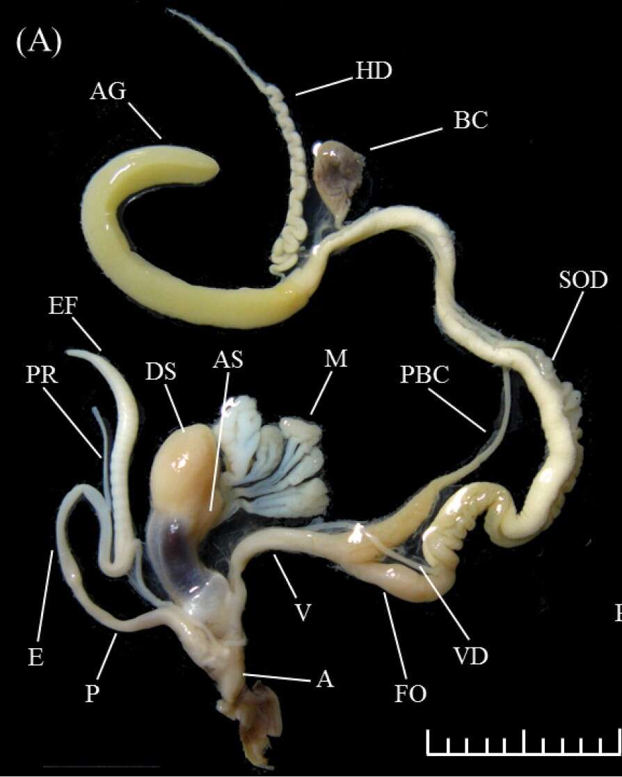 Image of Aegista diversifamilia Huang, Lee, Lin & Wu 2014