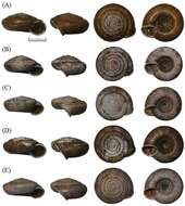 Image of Aegista diversifamilia Huang, Lee, Lin & Wu 2014