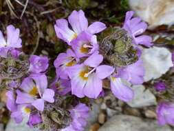 Sivun Euphrasia collina R. Br. kuva