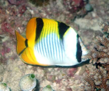 صورة Chaetodon falcula Bloch 1795