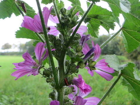 Image of high mallow