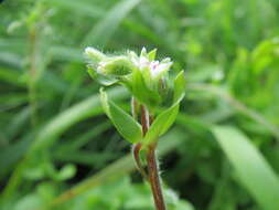 Image of common chickweed