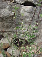 Plancia ëd Cotoneaster nummularius Fisch. & C. A. Meyer