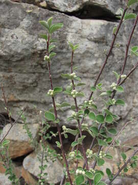 Imagem de Cotoneaster nummularius Fisch. & C. A. Meyer