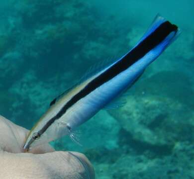 Image of Blue diesel wrasse