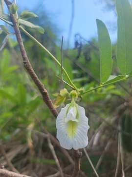 Image of Clitoria ternatea var. ternatea