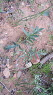 Image of Pelargonium violiflorum (Sweet) DC.