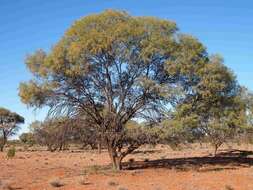 Image of Acacia estrophiolata F. Muell.