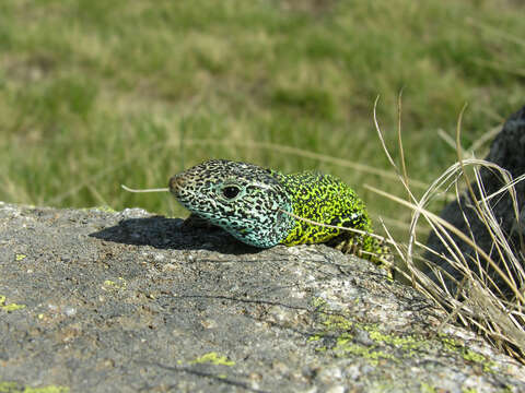 Image of Iberian Emerald Lizard