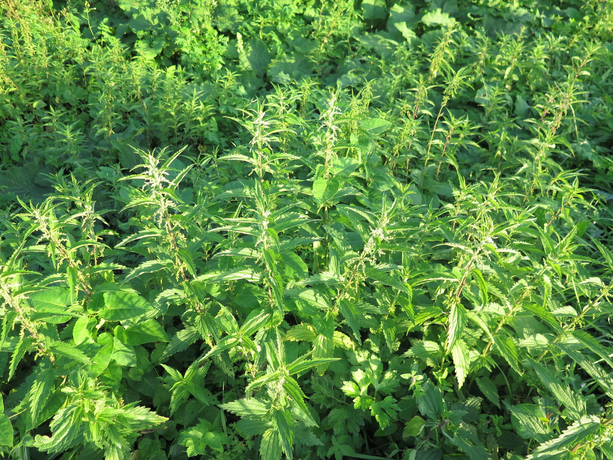 Image of Urtica angustifolia Fisch. ex Hornem.