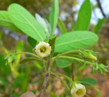 Image of Diospyros lycioides subsp. guerkei (Kuntze) De Winter