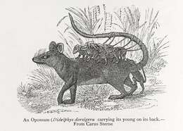 Image of Linnaeus's Mouse Opossum