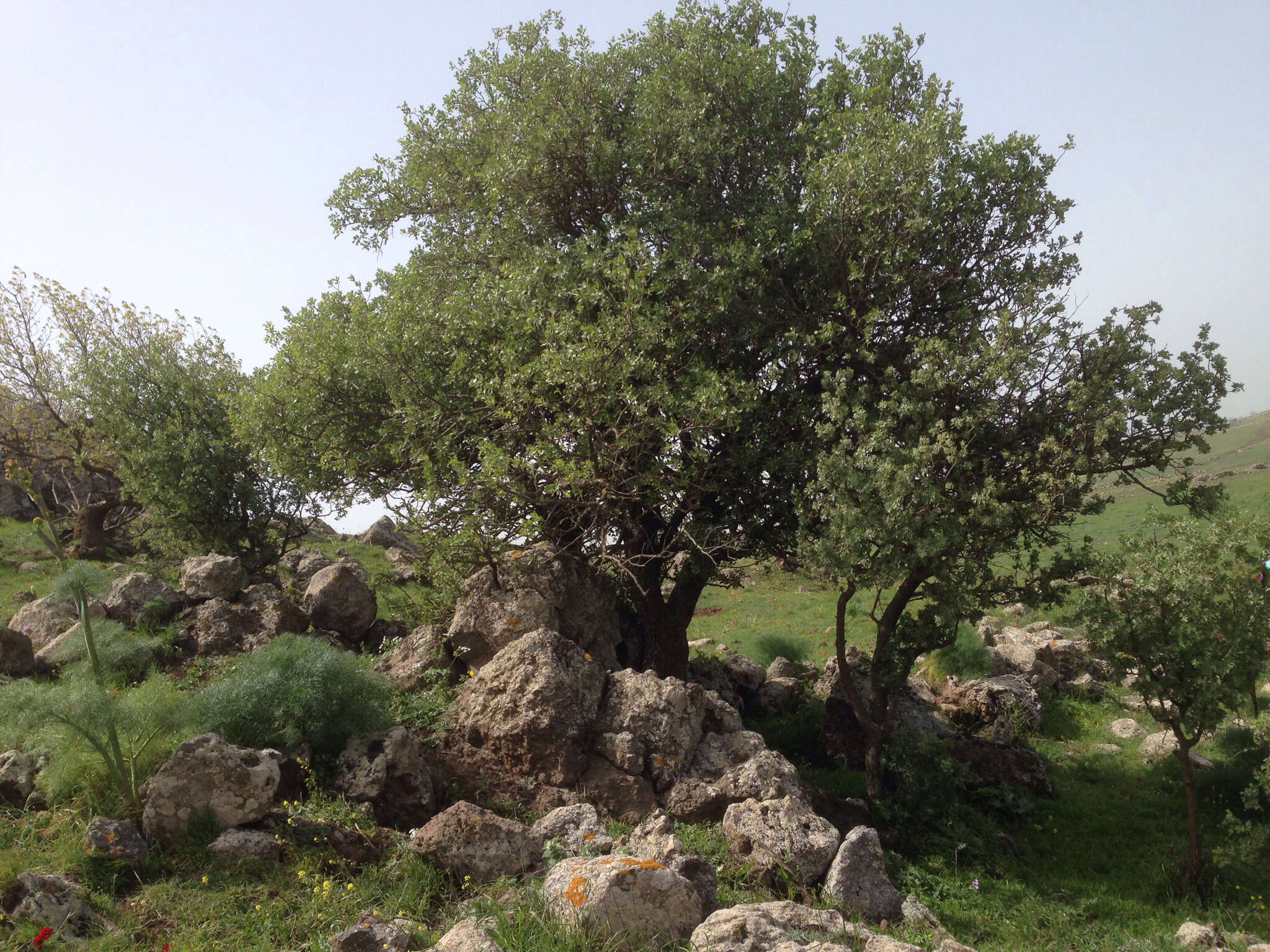 Image of Crataegus azarolus var. aronia L.