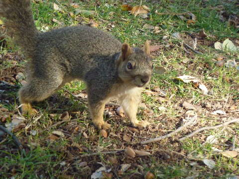 Image of Sciurus subgen. Sciurus Linnaeus 1758