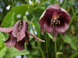 Image of Aquilegia atrovinosa M. Pop. ex Gamajun.