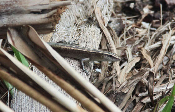 Image of Azure-tailed Skink